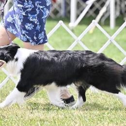 Border Collies from Storyline Border Collies