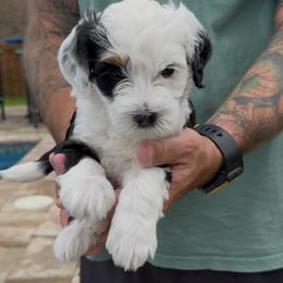 Snow White - Tri-color female Bernedoodle puppy in Daytona Beach, Florida from Salt-Life Doodles