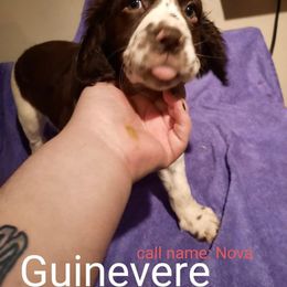 English Springer Spaniel Puppies from Brambleberry Springers