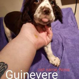 English Springer Spaniel Puppies from Brambleberry Springers