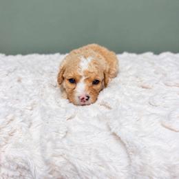 Girl 3 - Apricot female Goldendoodle puppy in Springfield, Ohio from Dawson & Daryn's Royal Companions