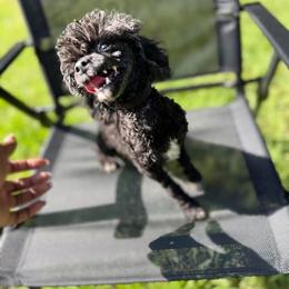 Sutton - Poodle