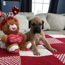 Tzatziki - Fawn female Great Dane puppy in Wellsville, New York from Prophecy Danes