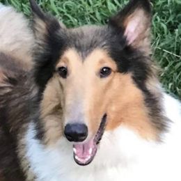 Basset Hounds and Collies from Collegiate Bassets and Rheign Collies