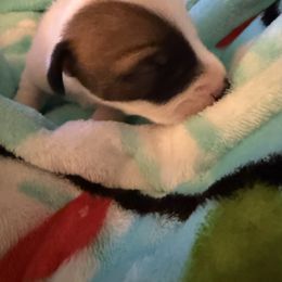 Cheeseburger in Paradise - Tri-color male Jack Russell Terrier puppy in Englewood, Florida from Manasota Key Jack Russells