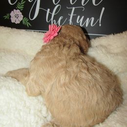 Goldendoodle and Poodle Puppies from David & Patricia Elliott