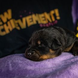 Crawler - Black and rust male Beauceron puppy in Medina, Ohio from Beaucerons Des Vents