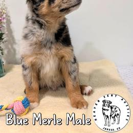 Wes - Blue merle male Miniature Australian Shepherd puppy in Jaroso, Colorado from Heaven Sent Aussies