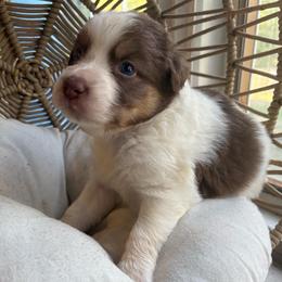 Lou - Red tri-color male Australian Shepherd puppy in Grants Pass, Oregon from Carmel Mountain Aussies