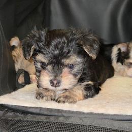 Sir GALLANT - Black & tan tri-color male Morkie puppy in Michigan from TenderLittleCuties