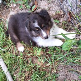 Willie Nelson - Outlaw Country - White black and tan male Shetland Sheepdog puppy in Youngsville, North Carolina from Country Acres Shetland Sheepdogs