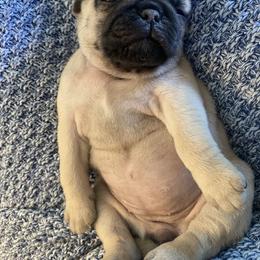 Pug Puppies from Furever Friends