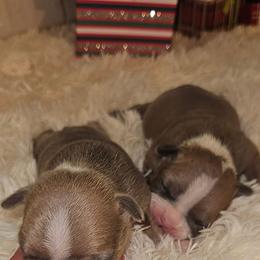 Boston Terrier Puppies from Tellier's AKC Boston Terriers Missouri