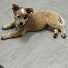 Australian Cattle Dog Puppies from Red Horizon ACD Kennels