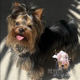 Lacey - Yorkshire Terrier