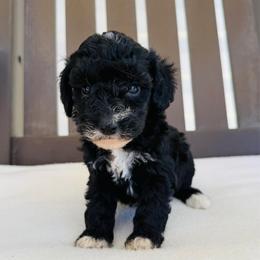 Dolly - Black female Goldendoodle puppy in Auburn, Indiana from Martin’s Doodles