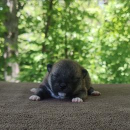 Chia - Red female Shiba Inu puppy in Clayton, Illinois from Adorable-Puppies