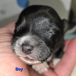 Boy 1 - Black and white male Companion Cross puppy in Davenport, Washington from Lovely Ladies and Little Asses Miniature Equines (L3A Pomeranians & Papillons)