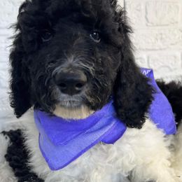 Goldendoodle and Poodle Puppies from Elizabeth Rocha's Doodles