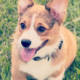 Pembroke Welsh Corgis from Reservoir Corgis