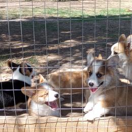 Pembroke Welsh Corgi Puppies from Merrygold Corgis