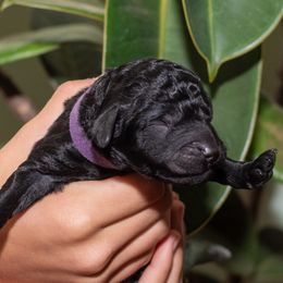 Purple - Black male Poodle puppy in Palmetto, Georgia from Renders Poodles
