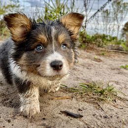 Pembroke Welsh Corgi Puppies from Storybook Corgis