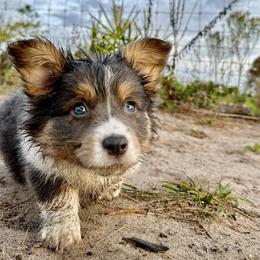 Pembroke Welsh Corgi Puppies from Storybook Corgis