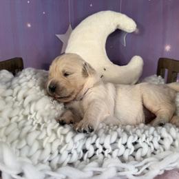 Girl 1 (Leica) (pink collar) - Golden female Golden Retriever puppy in Hubbard, Ohio from Whickering Pines Golden Retrievers