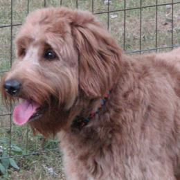 Goldendoodle adult dog