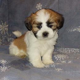 Boy 2 - Parti male Lhasa Apso puppy in Norman, Oklahoma from Steve's Puppies