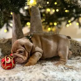 Torres - Lilac tri-color male Bulldog puppy in Hernando, Mississippi from Blues City Bulldogs