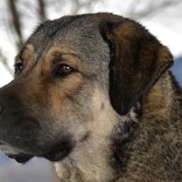 Anatolian Shepherd Dogs from Fyne Acres