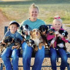 Assorted Doodle Crosses, Australian Shepherds, and Double Doodles from Dry Canyon Pups