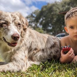 Bordoodles, Labradoodles, and Poodles from Sugar Camp Canine - Maxwell