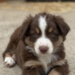 Miniature Australian Shepherds from Jones Mini Aussies