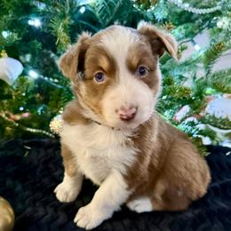 Penelope - Red tri-color female Australian Shepherd puppy in Blomkest, Minnesota from Meljestic Farms
