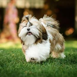 Poodle and Shih Tzu All Grown Up from Ganna Sultan