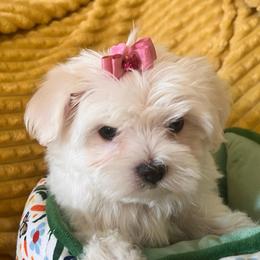 Diamond - White female Maltese puppy in Apache Junction, Arizona from Cindy and Tim's Maltese