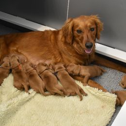 Golden Retriever Puppies from Mountain Raised Retrievers