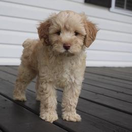 Cockapoo Puppies from Darling Doodles
