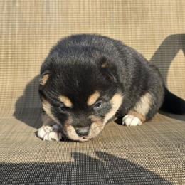 Black and tan boy - Black and tan male Shiba Inu puppy in Middlefield, Ohio from Muddy Rock Farm