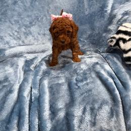 Princess toy Goldendoodle - Red  female Poodle puppy in Tennessee Colony, Texas from Poodle an Doodles 3:16