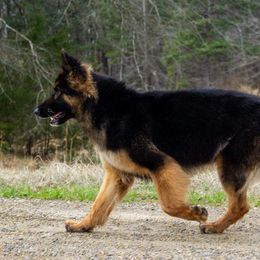 Cassia - German Shepherd