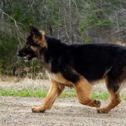 Cassia - German Shepherd