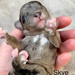 Skye - pink collar - Merle female Cavapoo puppy in Colorado Springs, Colorado from Shining Star Doodles