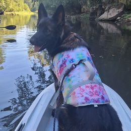 German Shepherds from Judds German Shepherds