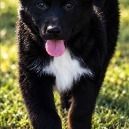 Saucy - Black tri-color female Australian Shepherd puppy in Nowata, Oklahoma from 4Feathers