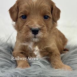 Molly - Red  female Goldendoodle puppy in Milford, Indiana from Railway Acres Kennel