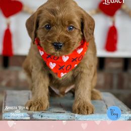 Legacy - Red male Australian Labradoodle puppy in Redding, California from Shasta Royal Monroe Puppies